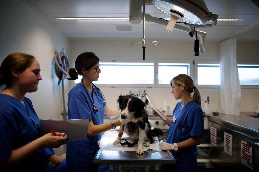 Ärztinnen untersuchen Hund